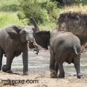 Young elephant trunks by water Loxodonta africana