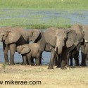 Elephant family by water Loxodonta africana