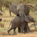 Young elephants being over looked Loxodonta africana