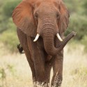 Elephants walking and trunk swinging Loxodonta africana