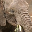 Elephant eating Loxodonta africana