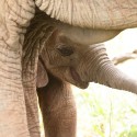 Elephant calf revealed Loxodonta africana