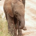 Elephant calf trunk in mouth Loxodonta africana