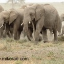 Elephant family making dust Loxodonta africana