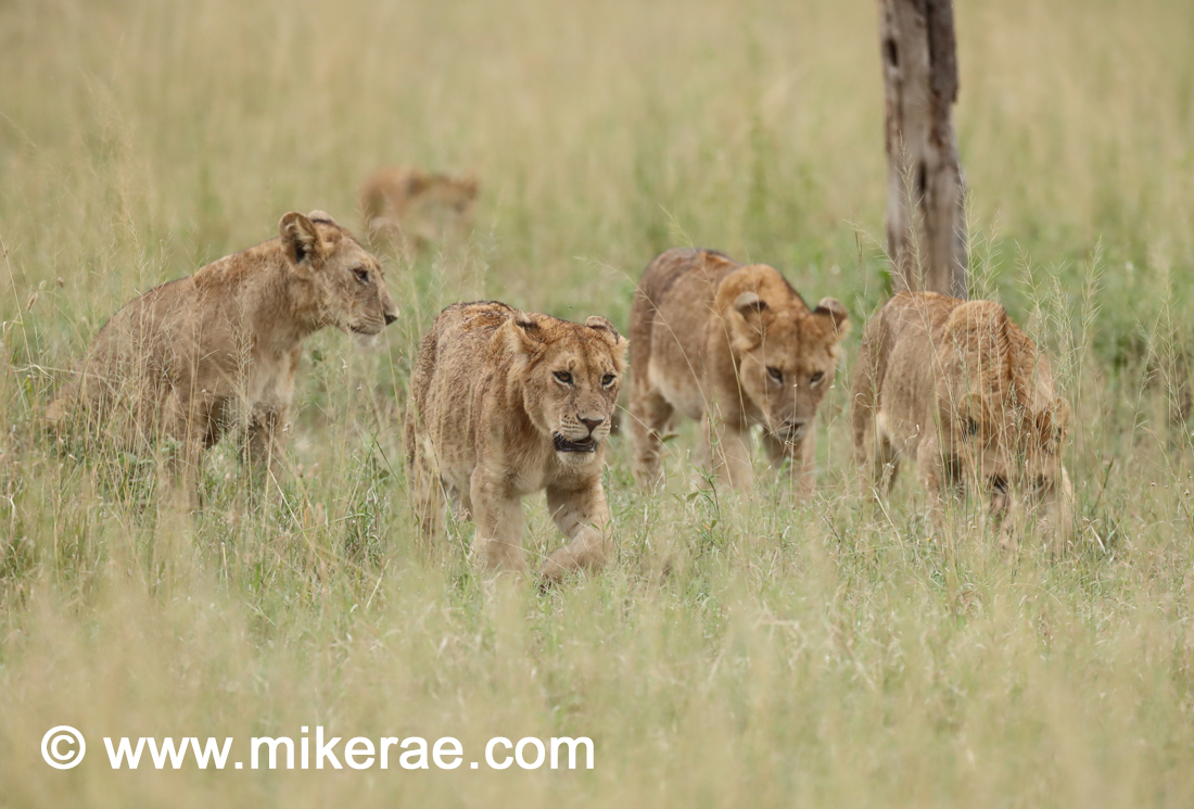 Lion pride walking in evening grass Panthera leo | Mike Rae