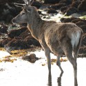 red deer paddling on rocky beach. N Uist Cervus elaphus