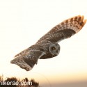 short-eared owl eving hunt. N Uist. Asio flammeus