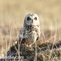 short-eared owl in heather N Uist. Asio flammeus