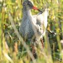 Redshank sunny morning long grass, N Uist Tringa tetanus