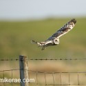 short-eared owl fence flying N Uist. Asio flammeus