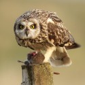 short-eared owl with half eaten prey. Asio flammeus