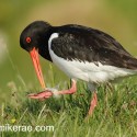 oyster catcher trying to remove wool. Haematopus ostralegus