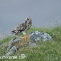 short-eared owl turning on a rock N Uist. Asio flammeus