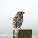 Corn bunting side look from post in north uist machair. Emberiza calandra