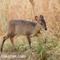 Muntjac deer at field edge at dawn. July Suffolk. Muntiacus reevsi"