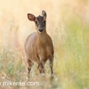 Muntjac deer in oat field at dawn. July Suffolk. Muntiacus reevsi"