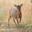 Muntjac deer at oat field edge at dawn. July Suffolk. Muntiacus reevsi