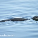 otter flat on flat water. November Skye, Lutra lutra