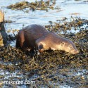 otter walking on seaweed. November Skye, Lutra lutra