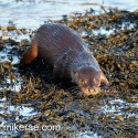 Otter swimming on top of seaweed. November Skye. Lutra lutra