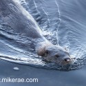 Otter swimming on smooth water. November Skye. Lutra lutra