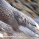 otter running on rock in morning sun. November Skye, Lutra lutra