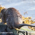 otter territory marking on rock in morning sun. November Skye, Lutra lutra