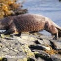 otter striding up rock in morning sun. November Skye, Lutra lutra