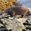 otter pacing up rock in morning sun. November Skye, Lutra lutra