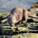 otter turning on rock in morning sun. November Skye, Lutra lutra