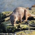 otter turning to sniff rock in morning sun. November Skye, Lutra lutra