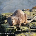 otter head shake on rock in morning sun. November Skye, Lutra lutra