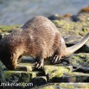 otter head down on rock in morning sun. November Skye, Lutra lutra