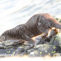 otter running to water in morning sun. November Skye, Lutra lutra