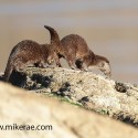 otter and cub on rock in morning sun. November Skye, Lutra lutra