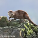 otter foot up on rock in morning sun. November Skye, Lutra lutra