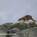 otter ridge walking on rock in morning sun. November Skye, Lutra lutra