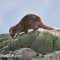 otter investigating on rock in morning sun. November Skye, Lutra lutra
