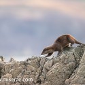 Otter decending steep rock in morning sun. November Skye, Lutra lutra