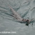Otter swimming with a crab. November Skye. Lutra lutra