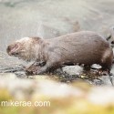 Otter shaking before eating a crab. November Skye. Lutra lutra