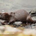 Otter shaking before eating. November Skye. Lutra lutra