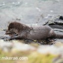 Otter starting to eat a crab. November Skye. Lutra lutra