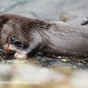 Otter up close with a crab. November Skye. Lutra lutra