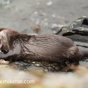 Otter working out a crab. November Skye. Lutra lutra