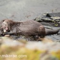 Otter eating crab claw. November Skye. Lutra lutra