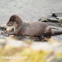 Otter adjusting a crab. November Skye. Lutra lutra