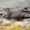 Otter head up eating a crab. November Skye. Lutra lutra