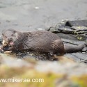 Otter chewing a crab. November Skye. Lutra lutra