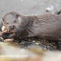 Otter chewing a crab close. November Skye. Lutra lutra